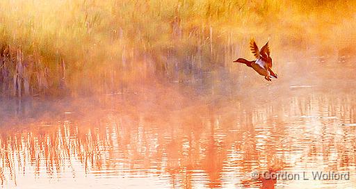 Duck Taking Flight In Sunrise Mist_P1130303.jpg - Mallard Duck (Anas platyrhynchos) photographed along Otter Creek near Smiths Falls, Ontario, Canada.